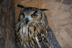 EagleOwl