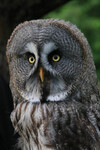 GreatGreyOwl
