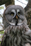 GreatGreyOwl2