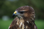 Hawk