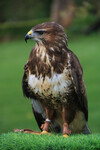 Hawk2