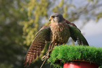 Kestrel