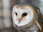 Colin Lamb - Barn owl 1