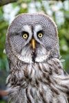 Jim Muller - Owl-1