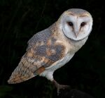Martyn Pearse - Owl_perch