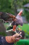 Miggy Wild - falcon2