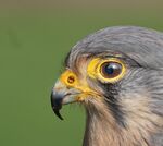 Miggy Wild - kestrel eye