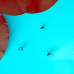 Andrew Dayer - Pond UV Fluorescence
