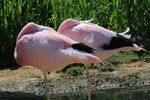 Daphne Lever - Flamingos