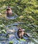 Maureen Robinson - Synchronised Ducking