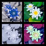 Andrew Dayer - Lily Quadtych