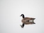 Colin Lamb - Canada goose flipped