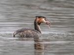Colin Lamb - Great crested grebe with fish