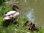Daphne Lever - Proud Mum