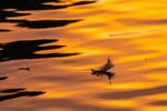 Jim Muller - On the Water-3