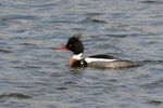 Lindsey Smith - ''Bad hair day'' - On the Water. Male Red-breasted Merganser.