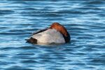 Lindsey Smith - ''Snoozing'' - On the Water. Male Pochard.