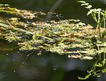 Nick Hardwick - Damselfly nursery