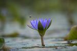 Terri Innes - Lily and the Bee