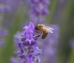 Nick Hardwick - Bee on Lavender 1