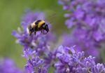 Nick Hardwick - Bumblebee flight