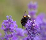 Nick Hardwick - Bumblebee on Lavender 1