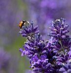 Nick Hardwick - Ladybird on Lavender 3