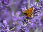 Nick Hardwick - Skipper on Lavender 1
