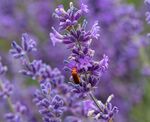 Nick Hardwick - Soldier Beetle on Lavender