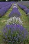 Nick Hardwick - Warwickshire Lavender Farm