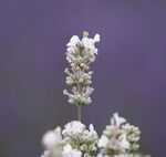 Nick Hardwick - White Lavender