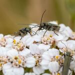 Colin Lamb - Flower beetles on yarrow