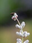 Colin Lamb - Fly on white lavender