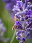 Colin Lamb - Grasshopper on lavender