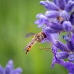 Colin Lamb - Hoverfly on lavender 1