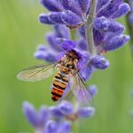 Colin Lamb - Hoverfly on lavender 2