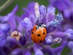 Colin Lamb - Ladybird on lavender 1