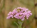 Colin Lamb - Pink yarrow