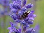Colin Lamb - Rosemary beetle on lavender 2