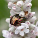Colin Lamb - Rosemary beetle on white lavender 2