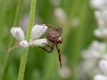 Colin Lamb - Spider on white lavender 2