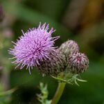 Colin Lamb - Thistle flower