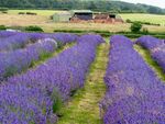 Colin Lamb - Warwickshire Lavender Farm
