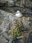 Nicky Westwood - Gull on a cliff edge, Butt of Lewis