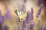 Terri Innes - Swallow Tail - On The Edge 1