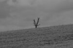 Charles Hodge - on the edge 2