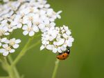 Colin Lamb - Ladybird