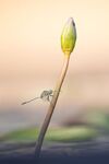 Terri Innes - Dragonfly On The Edge 2