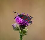 Nick Hardwick - Burnet Moth