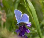 Nick Hardwick - Common Blue upper